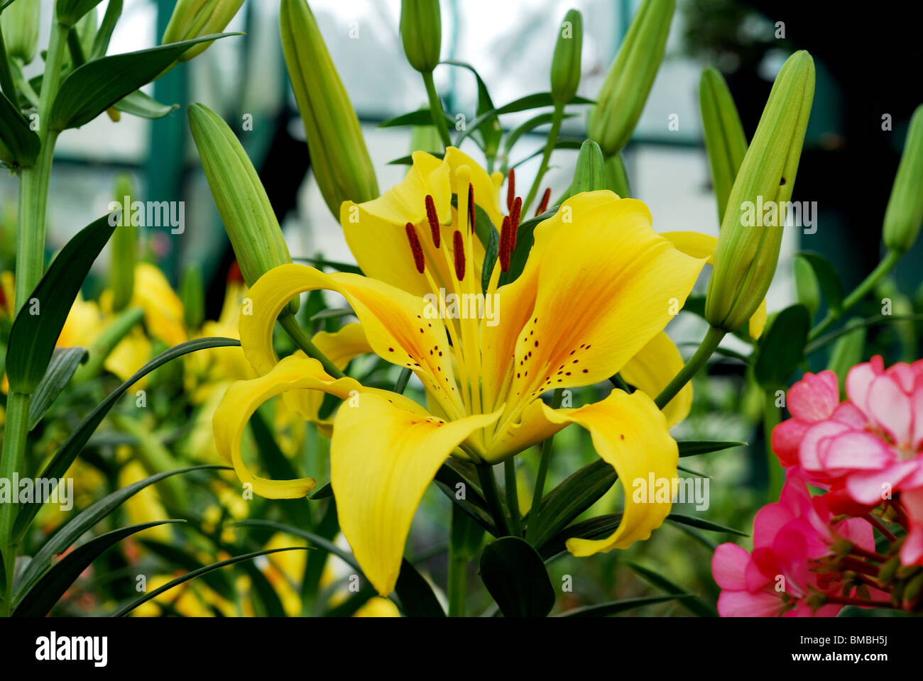 Flowers in a Garden Stock Photo - Alamy