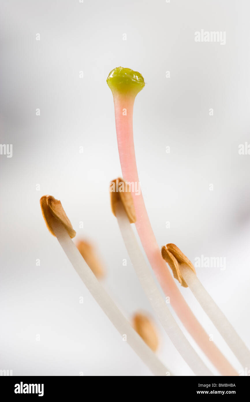Stamens and stigma of white azalea Stock Photo