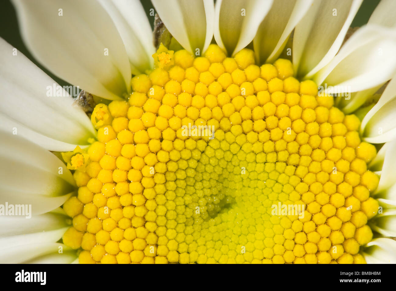 Oxeye Daisy flower (composite of flowers), Leucanthemum vulgare Stock Photo