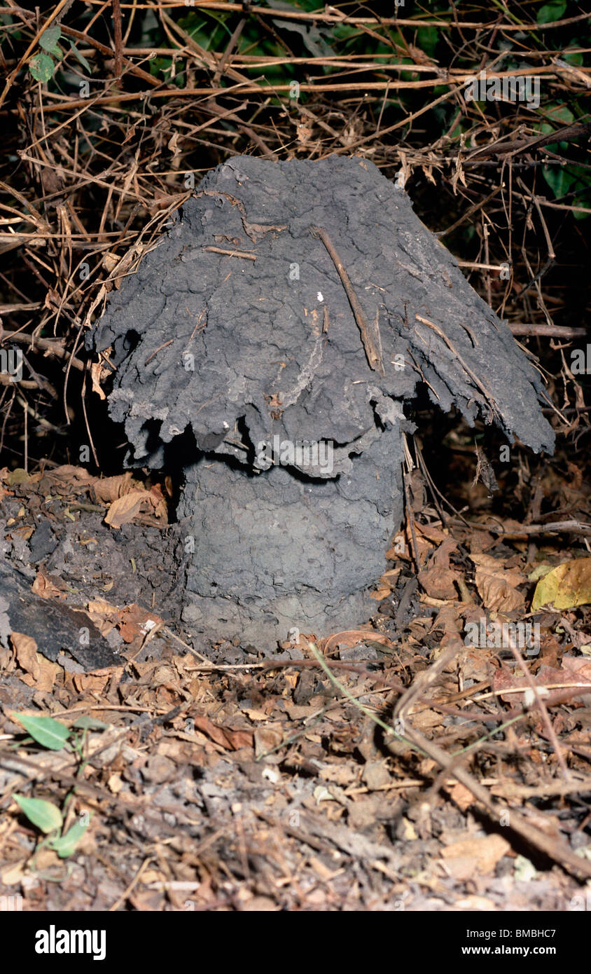 Pagoda termite (Cubitermes sp.) mound in gallery forest Gambia Stock Photo