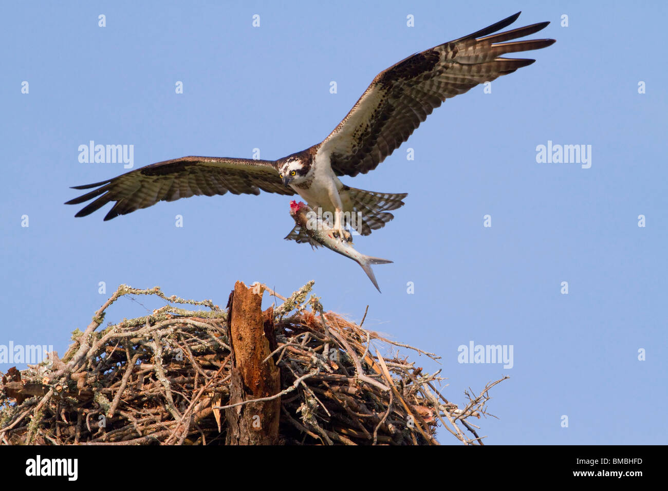 Osprey (Pandion haliaetus) approaching the nest with a caught fish, Destin, Florida, USA Stock Photo