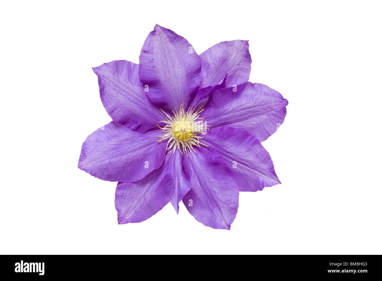 Flower of Clematis 'HF Young'. Stock Photo