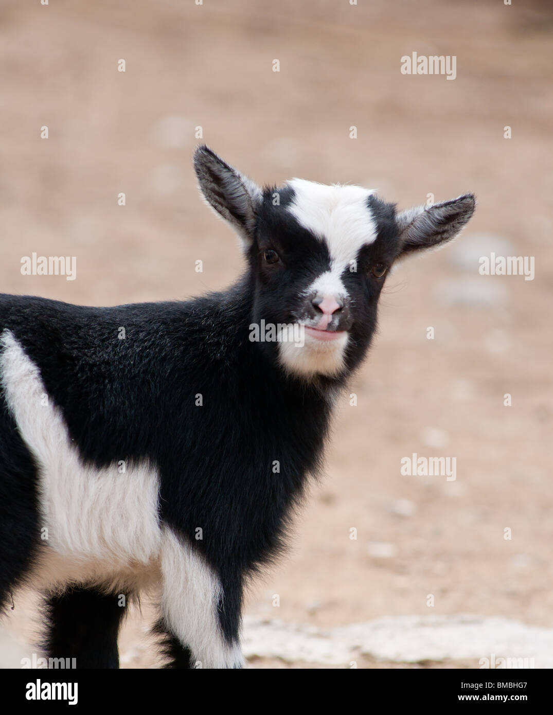 cute baby goat - eye contact Stock Photo