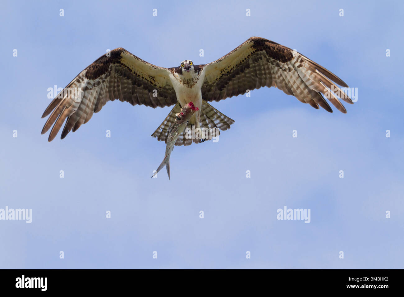 Osprey (Pandion haliaetus) with a caught fish, Destin, Florida, USA Stock Photo