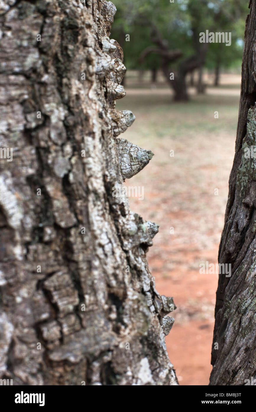 Knobthorn tree bark, Acacia nigrescens, Hlane Royal National Park, Swaziland, Africa Stock Photo