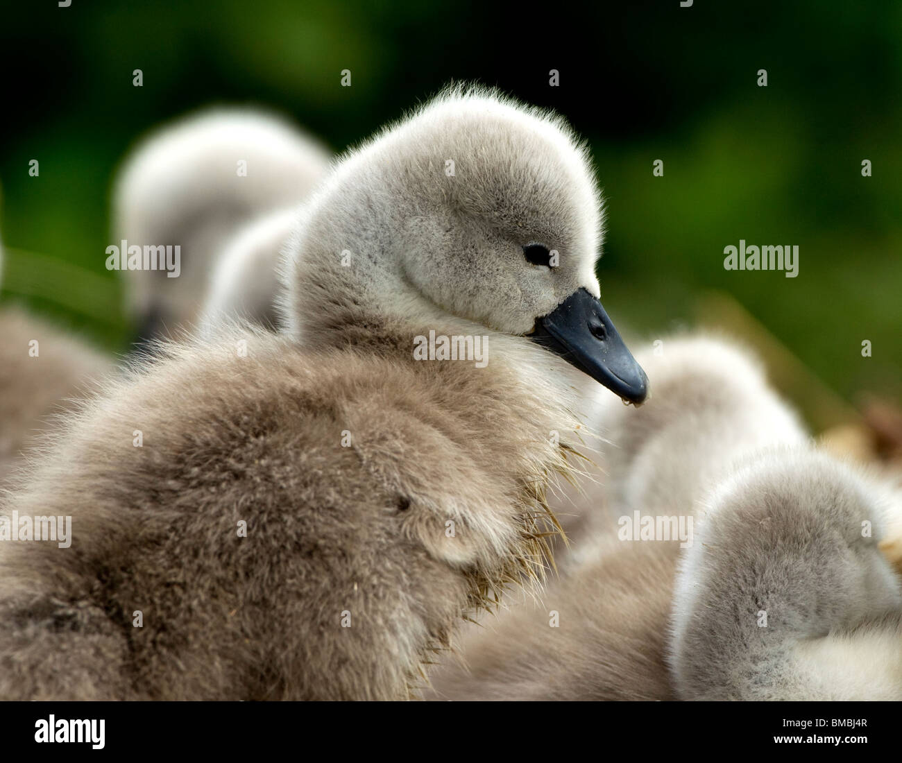 Cygnet in close-up, Abbotsbury swannery, Dorset. Stock Photo