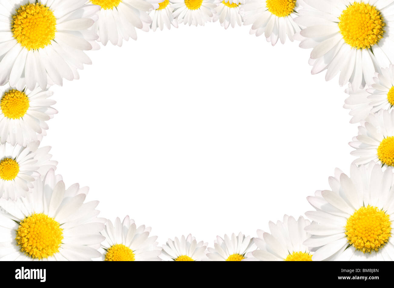 Floral frame made of common daisy flowers. Stock Photo