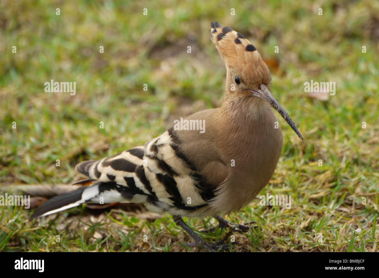 Israel, Hoopoe, (Upupa epops) Israel's national bird Stock Photo
