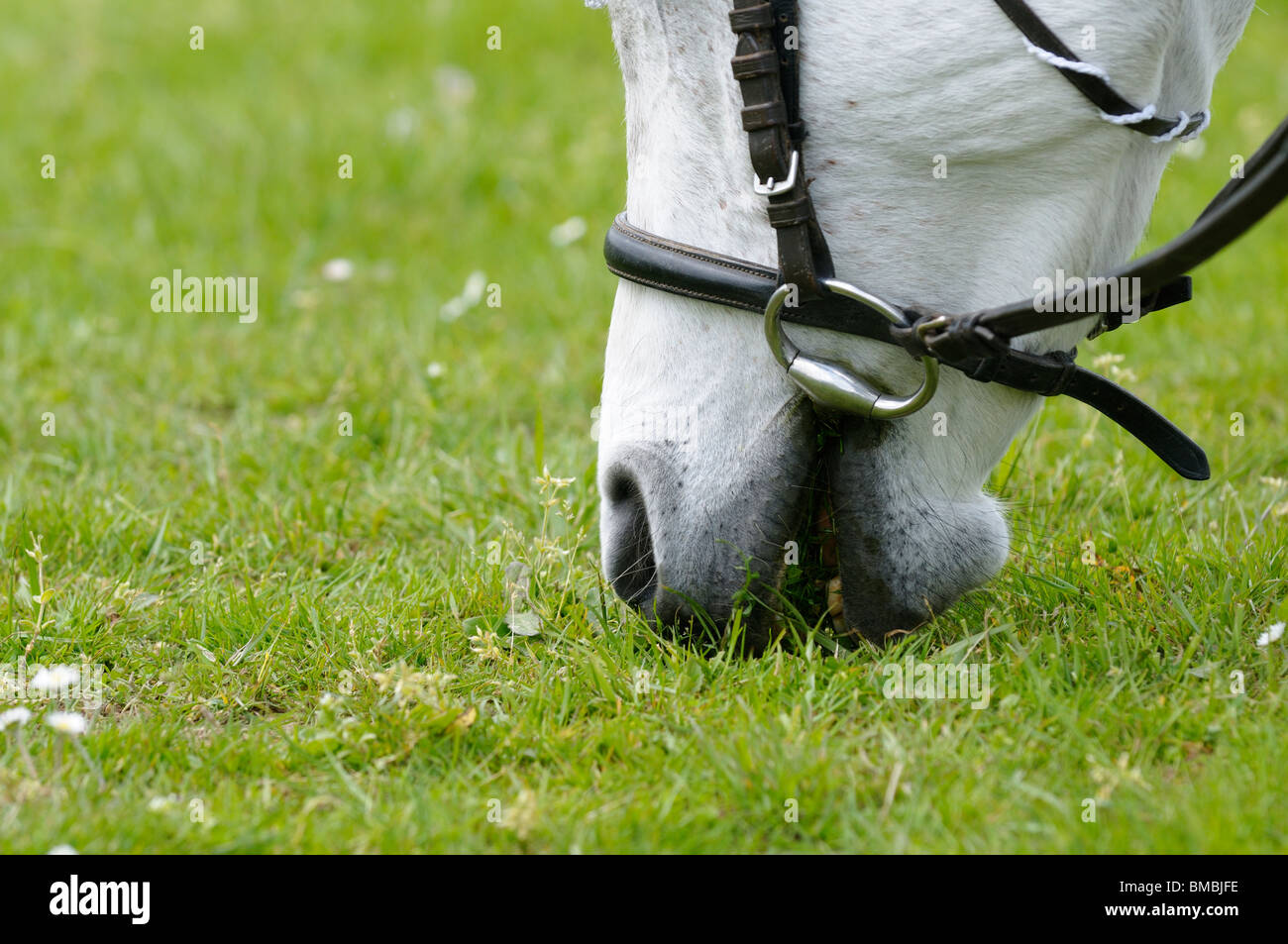 Stock photo of horses head eating grass Stock Photo - Alamy - Recovering From Overeating Grass In Horses