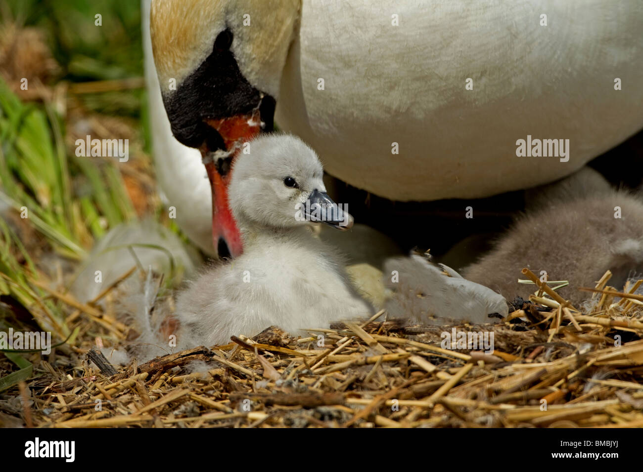 with parent, Abbotsbury swannery Stock Photo Alamy