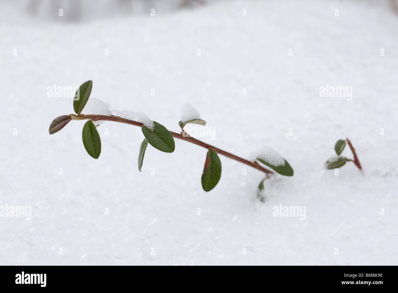Cotoneaster horizontalis covered with snow Stock Photo