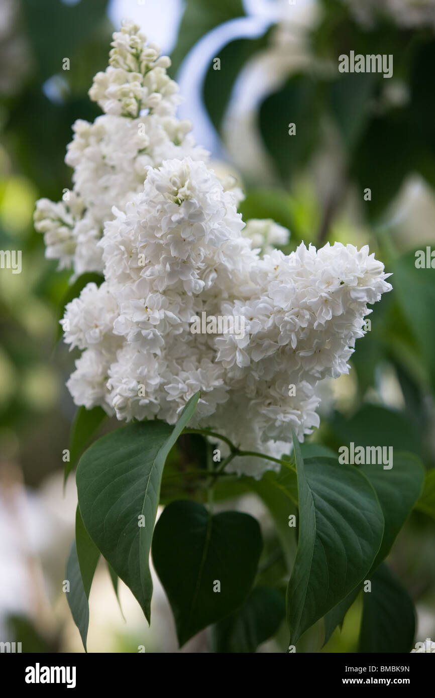 white Syringa vulgaris or Lilac Stock Photo