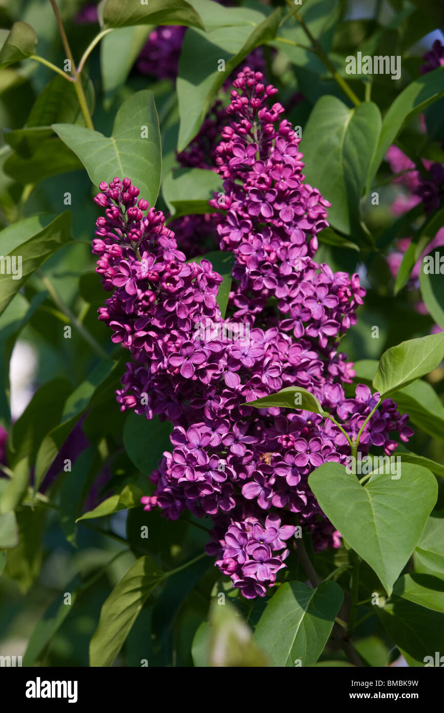 Syringa vulgaris or Lilac Stock Photo