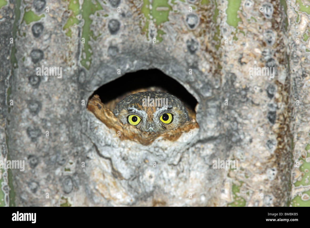 Elf Owl Female Peering From Nest Hole In Saguaro Cactus Stock Photo Alamy