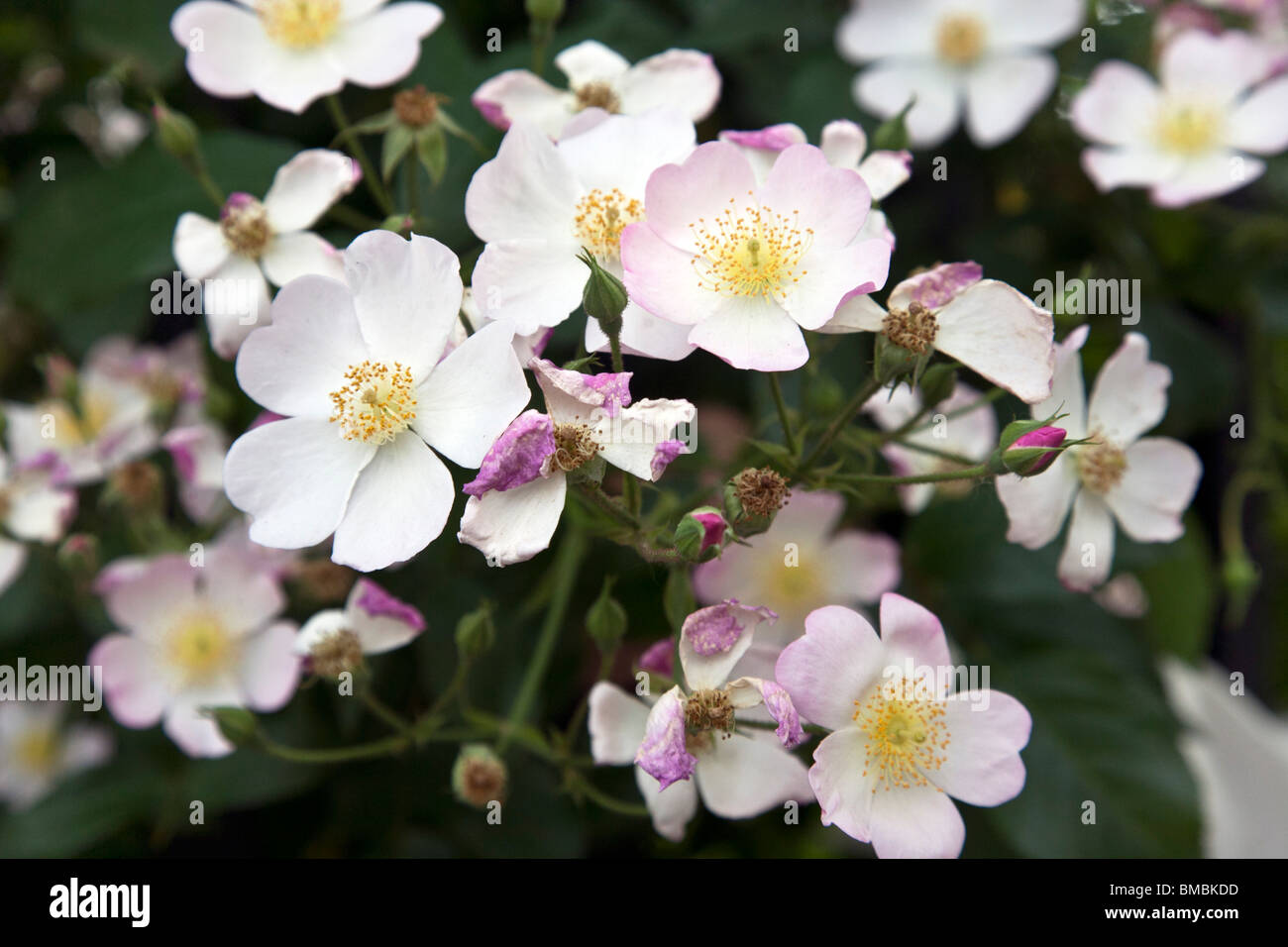 wild rose bush with buds, blush tinged blooming roses & spent blossoms