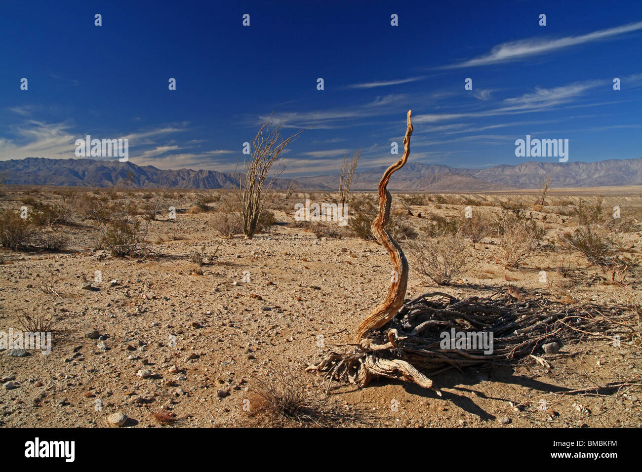 Sonoran Desert, California, USA. Stock Photo