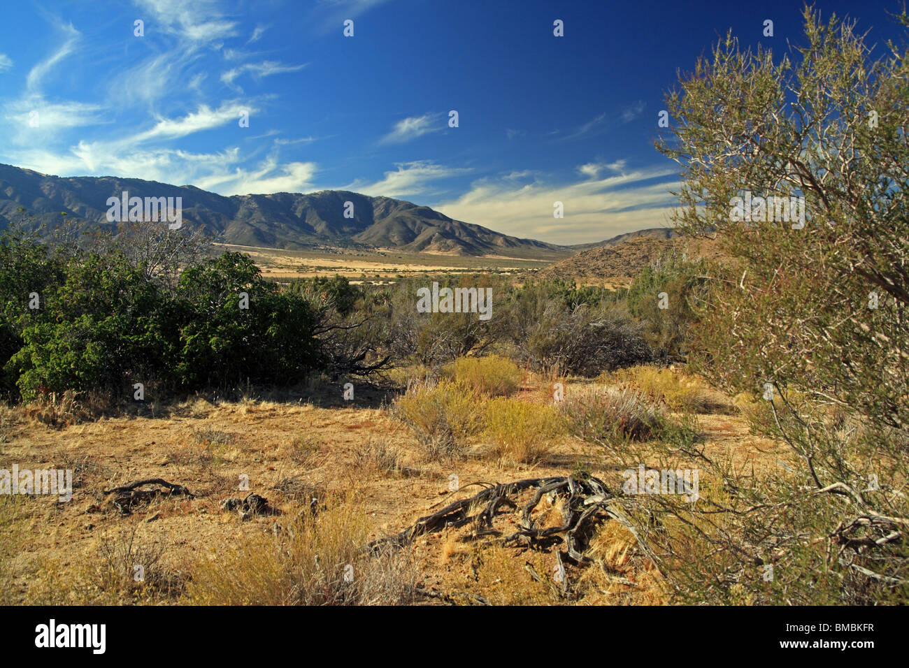 Sonora sonora desert sonoran desert hi-res stock photography and images ...