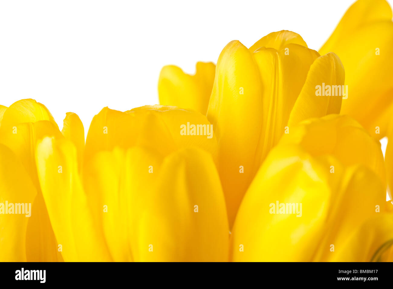 Spring Tulips Isolated on a Pure White Background Stock Photo - Alamy