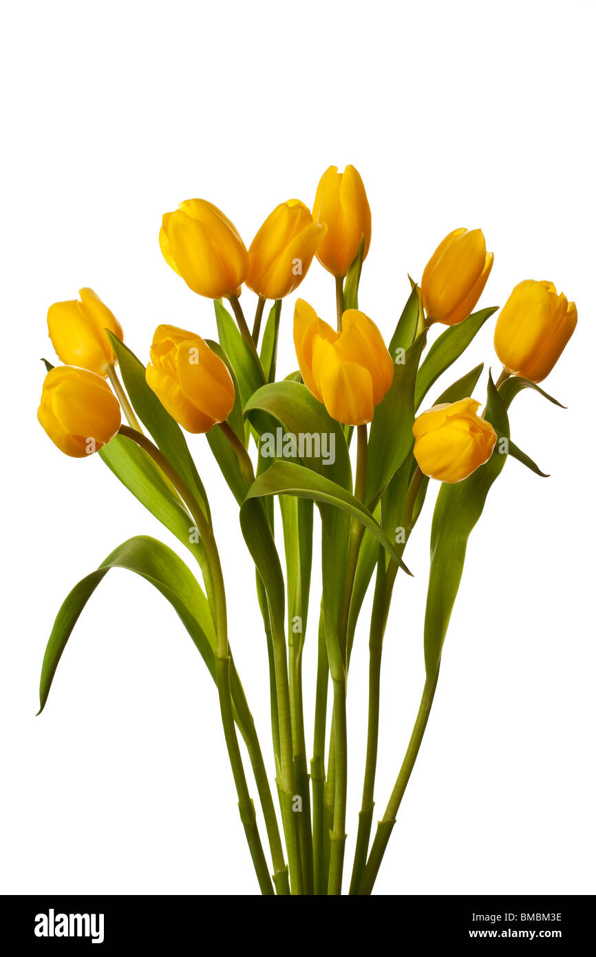 Yellow tulip isolated on a pure white background Stock Photo - Alamy