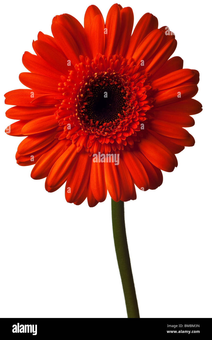 orange daisy isolated on a pure white background Stock Photo
