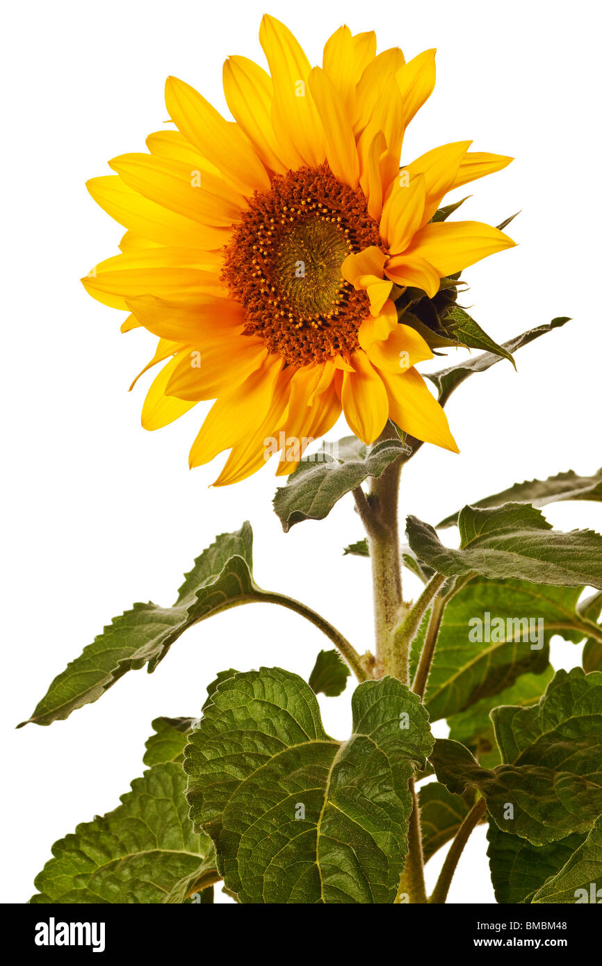 sunflower isolated on a pure white background Stock Photo - Alamy