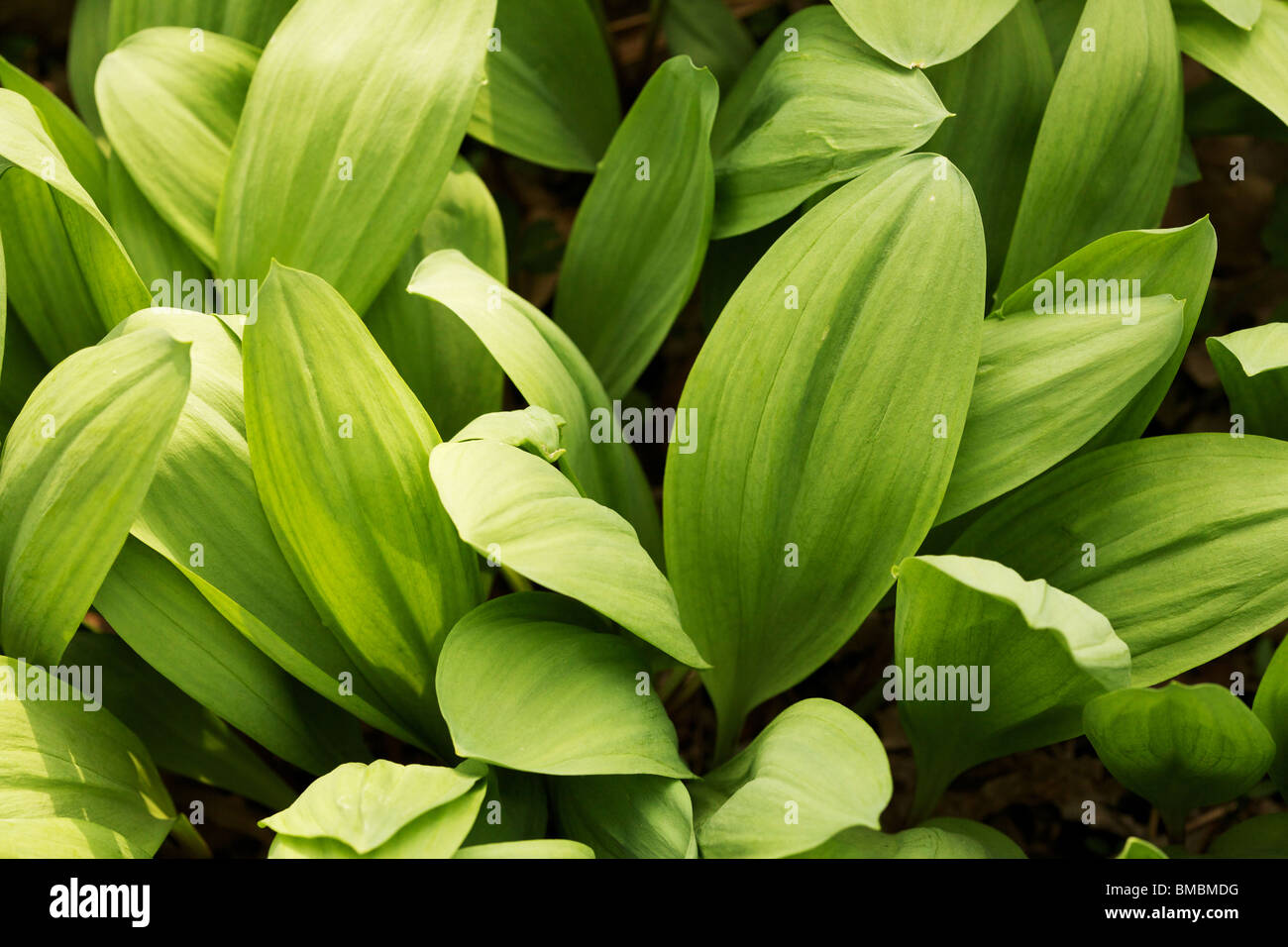 Wild leeks or onions (Allium tricoccum) Stock Photo
