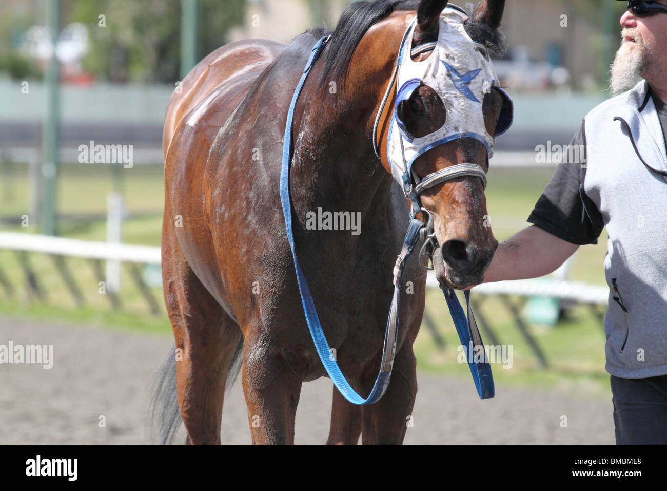 Exhausted horse hires stock photography and images Alamy