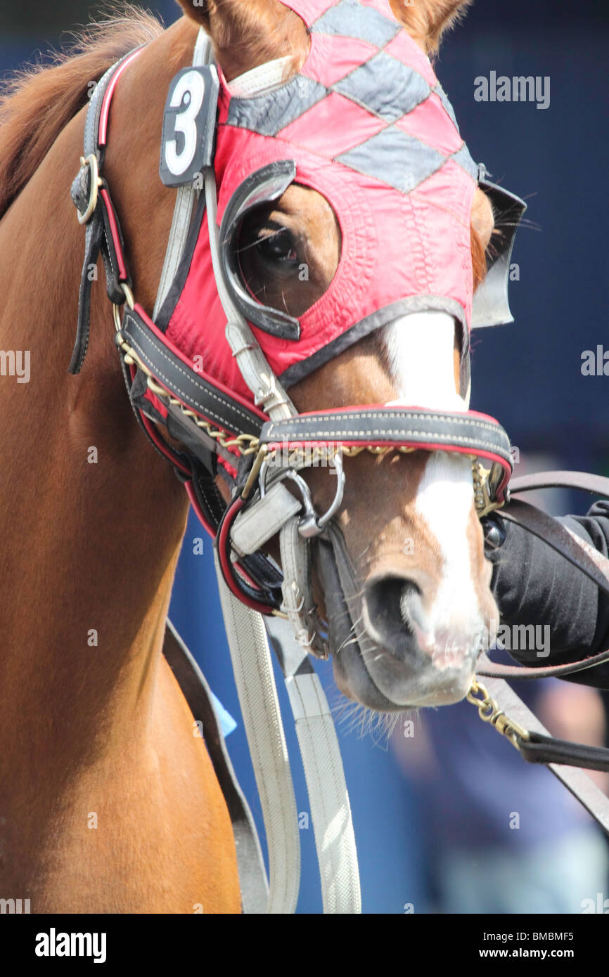 Horse being tacked up hires stock photography and images Alamy