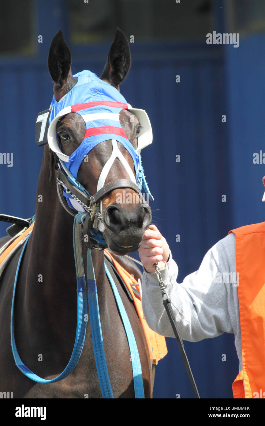 Race horse all tacked up with blue mask, saddle and bridle being led