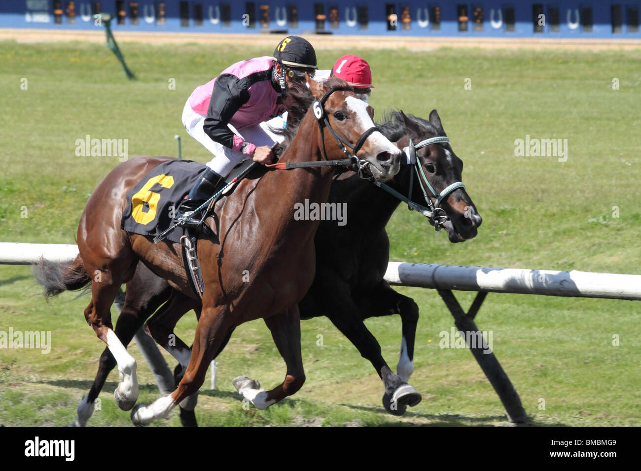 Two race horses going head to head in the last stretch toward the finish line Stock Photo