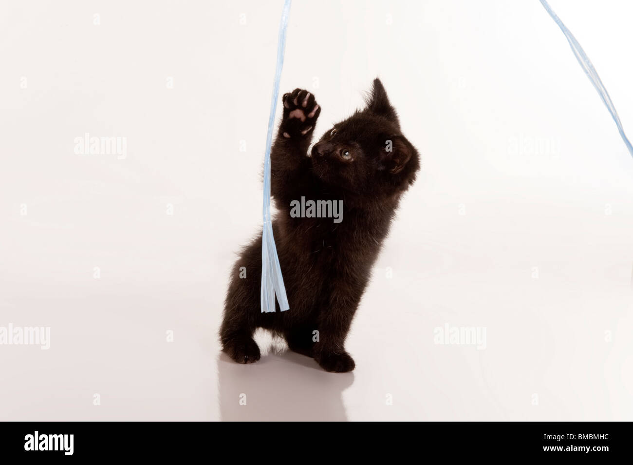 cute black kitten playing with blue ribbon Stock Photo Alamy