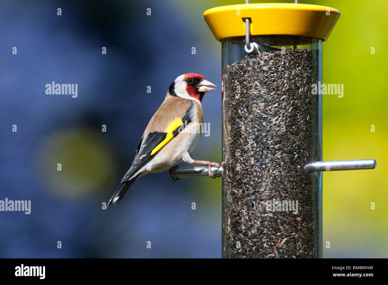 Goldfinch on a nyjer bird seed feeder in a garden Stock Photo