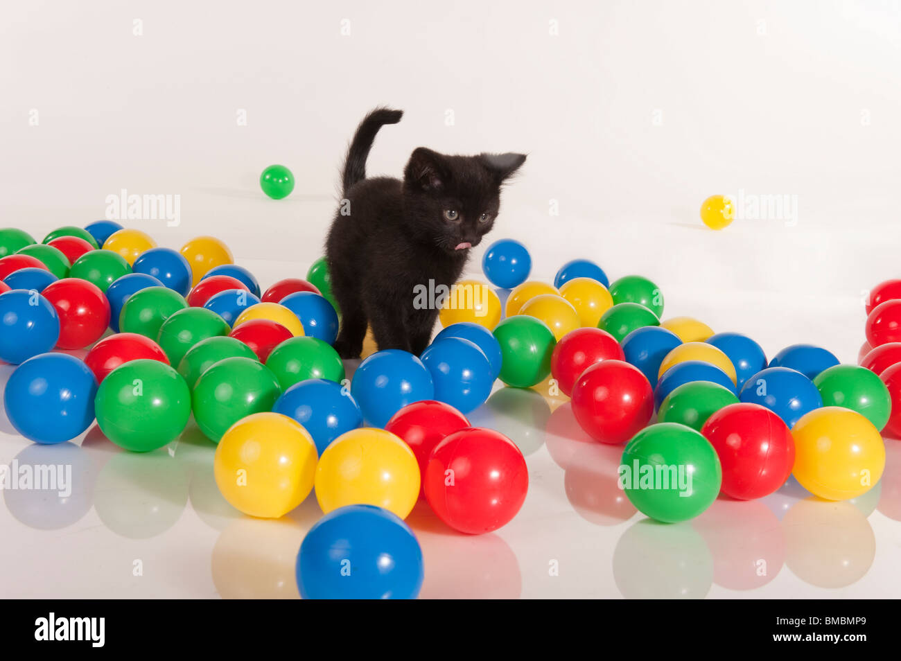 cute black kitten playing with colorful balls Stock Photo Alamy