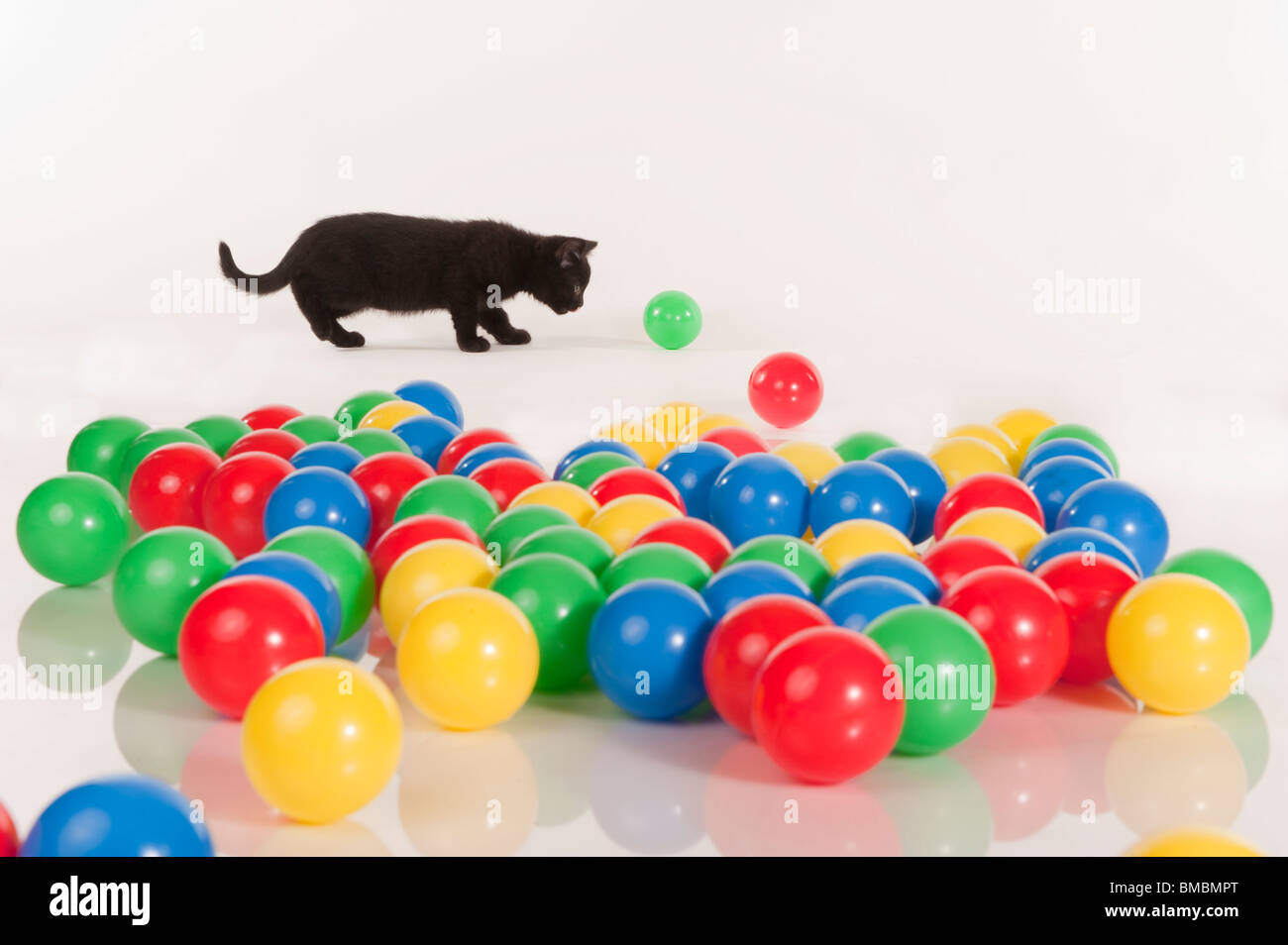 cute black kitten playing with colorful balls Stock Photo Alamy