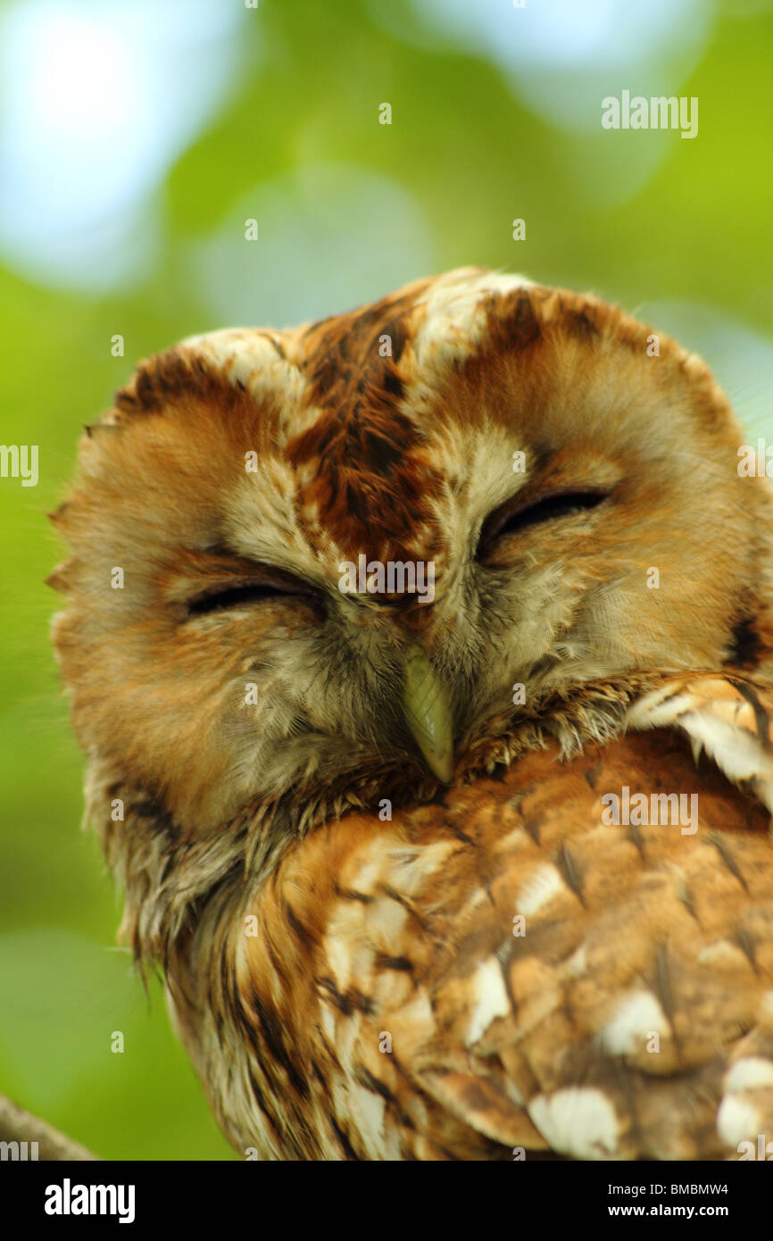 Sleepy wild Eurasian Tawny Owl (Strix aluco) Stock Photo