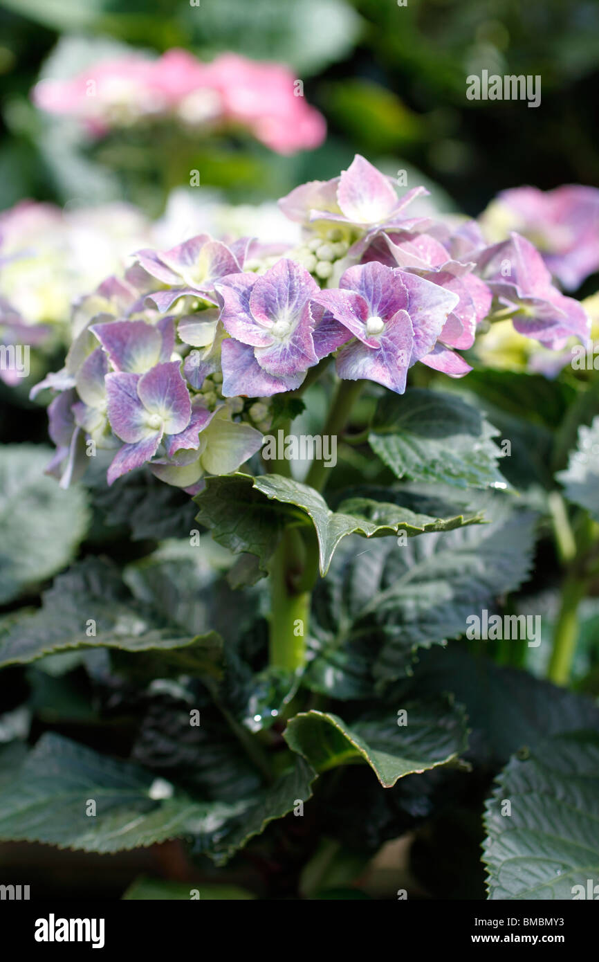 Hydrangea macrophylla is a species of Hydrangea native to Japan. Common