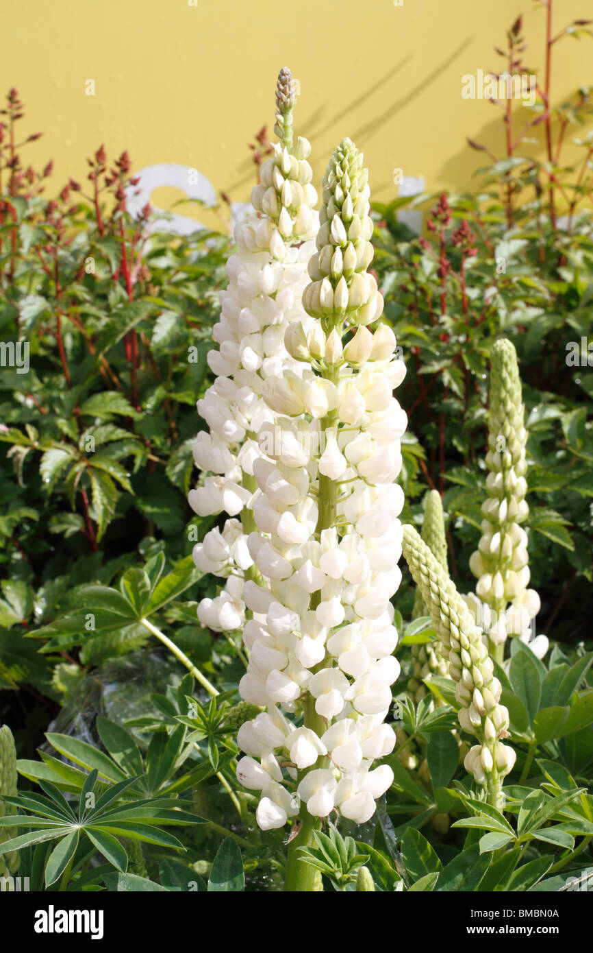Lupin (Lupinus polyphyllus) tall perennial with flower spikes. The genus lupinus is a member of the legume family. Most varieties are perennials ranging from 1 to 5 feet tall. seeds can be eaten - often as a substitute for soy! Stock Photo