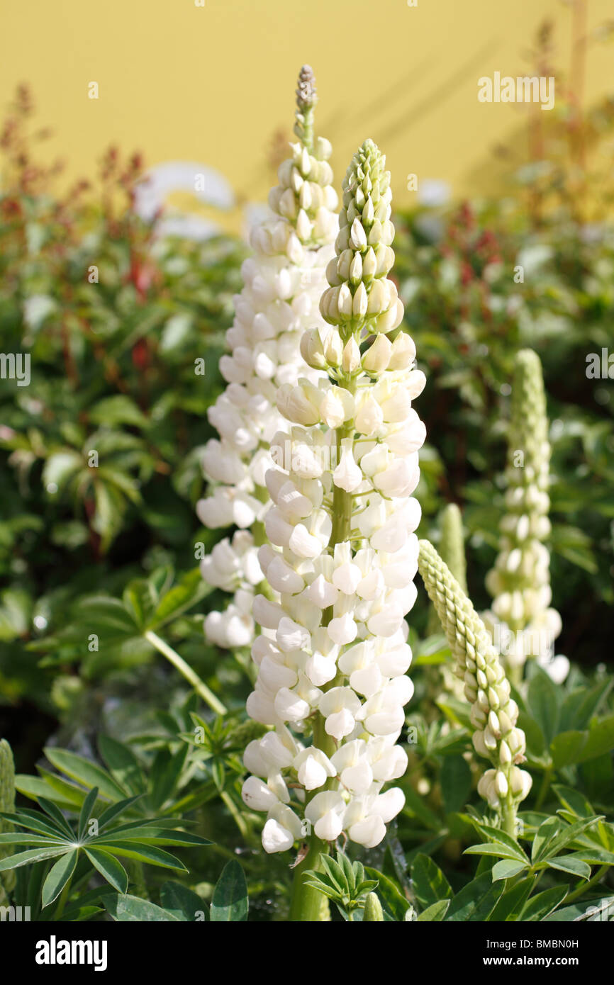 Lupin (Lupinus polyphyllus) tall perennial with flower spikes. The genus lupinus is a member of the legume family. Most varieties are perennials ranging from 1 to 5 feet tall. seeds can be eaten - often as a substitute for soy! Stock Photo