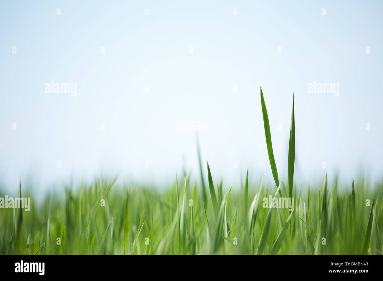 Green grass soft abstract background Stock Photo - Alamy