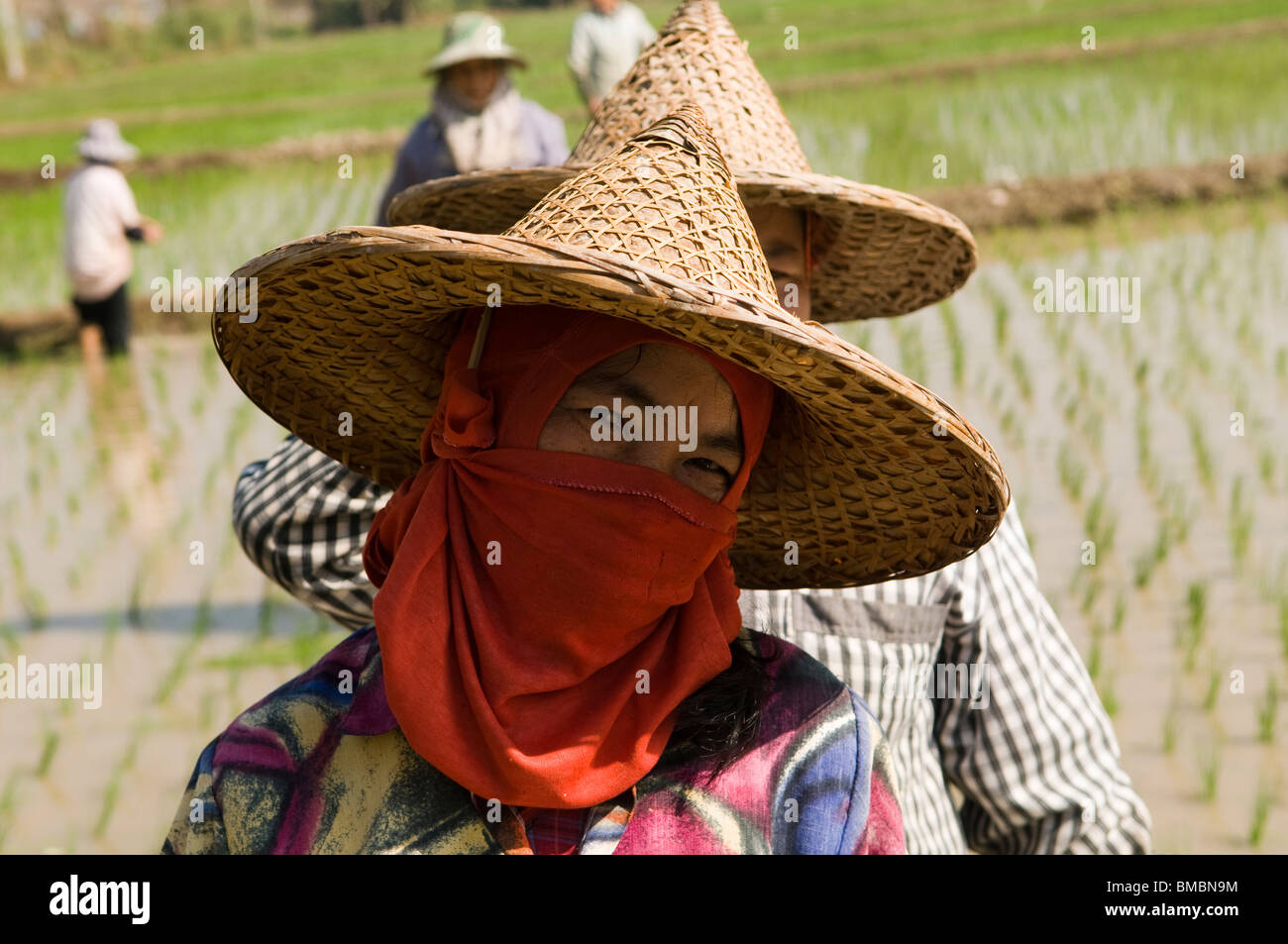 Thai farmers working in the paddy fields Stock Photo - Alamy