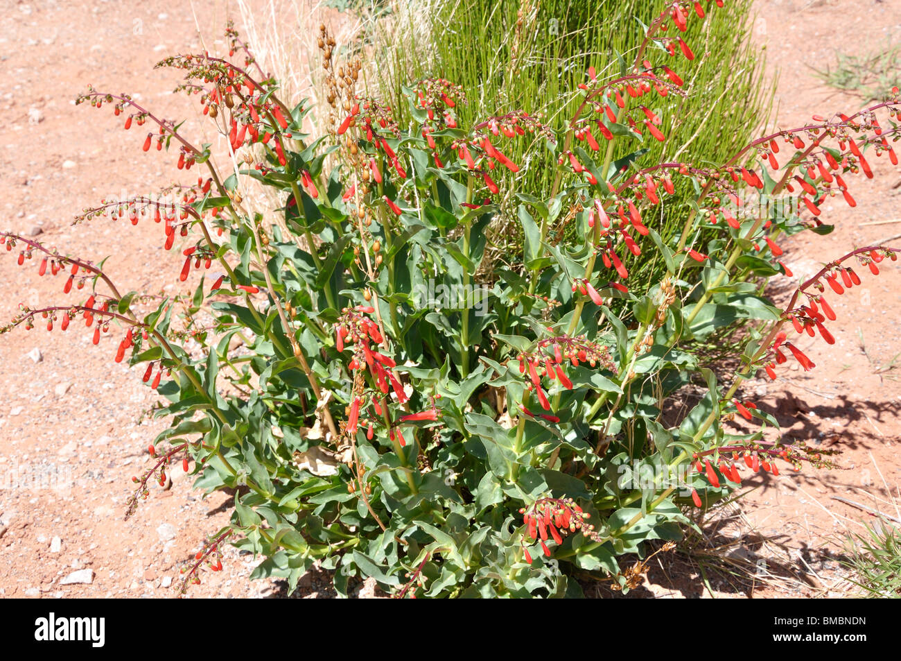 Eaton's Penstemon (Scarlet-bugler Penstemon) flowers, Arches National Park, Utah, USA Stock Photo