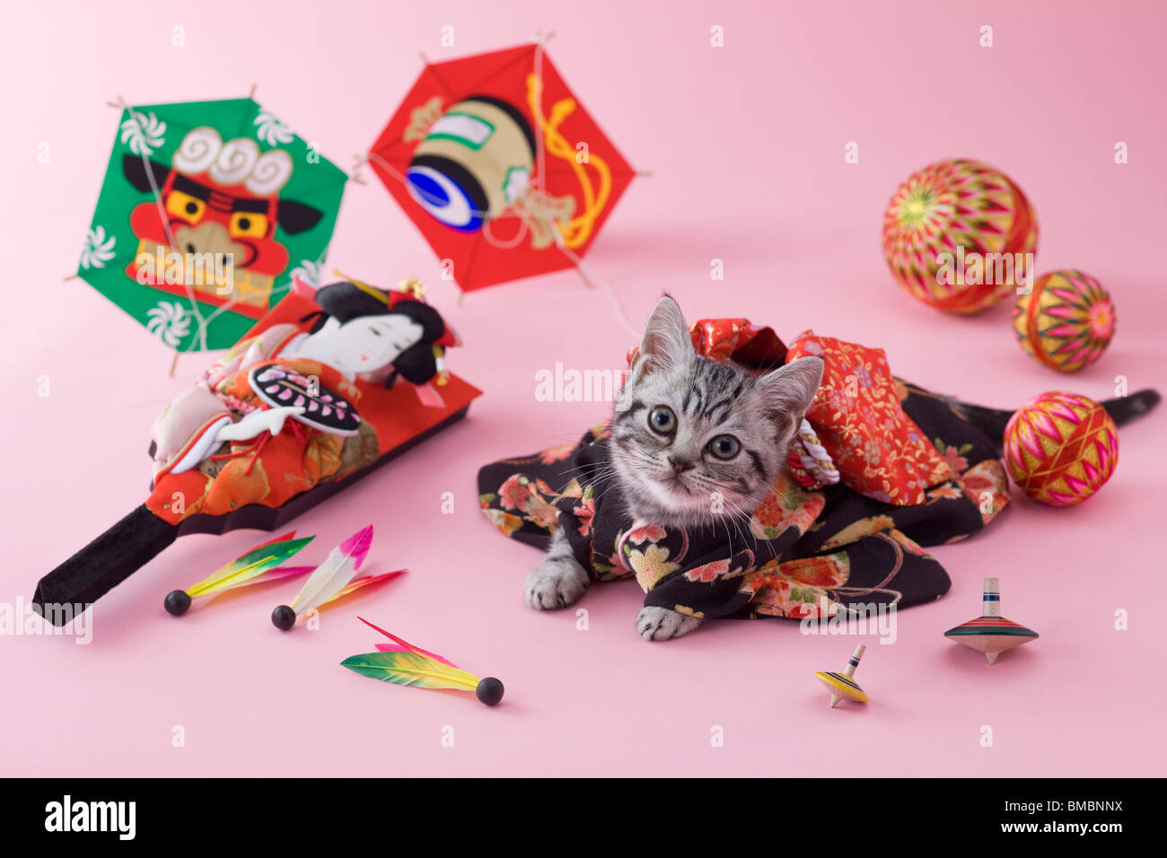 American Shorthair Kitten and Japanese New Year Celebration Stock Photo