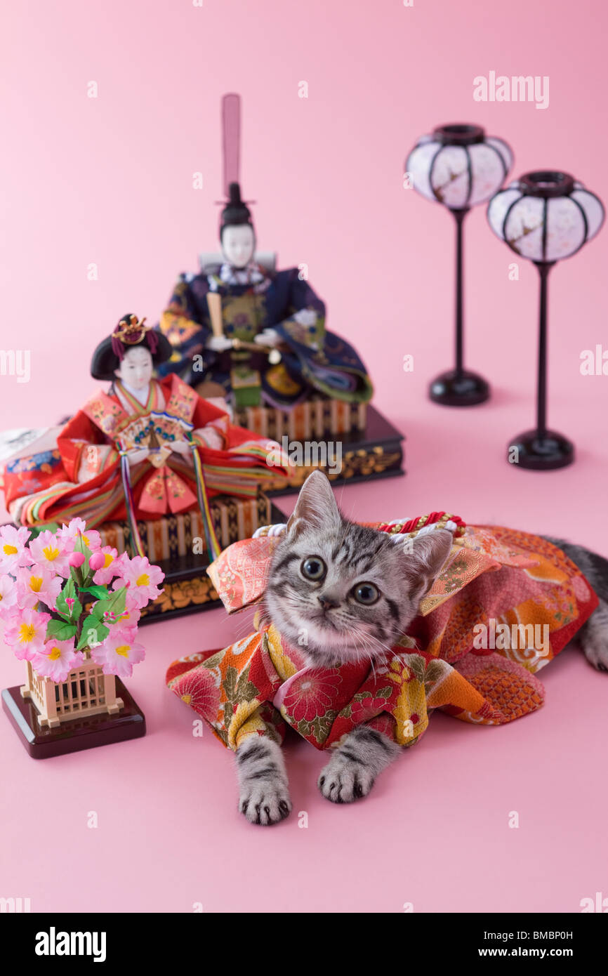 American Shorthair Kitten and Hinamatsuri Doll Stock Photo