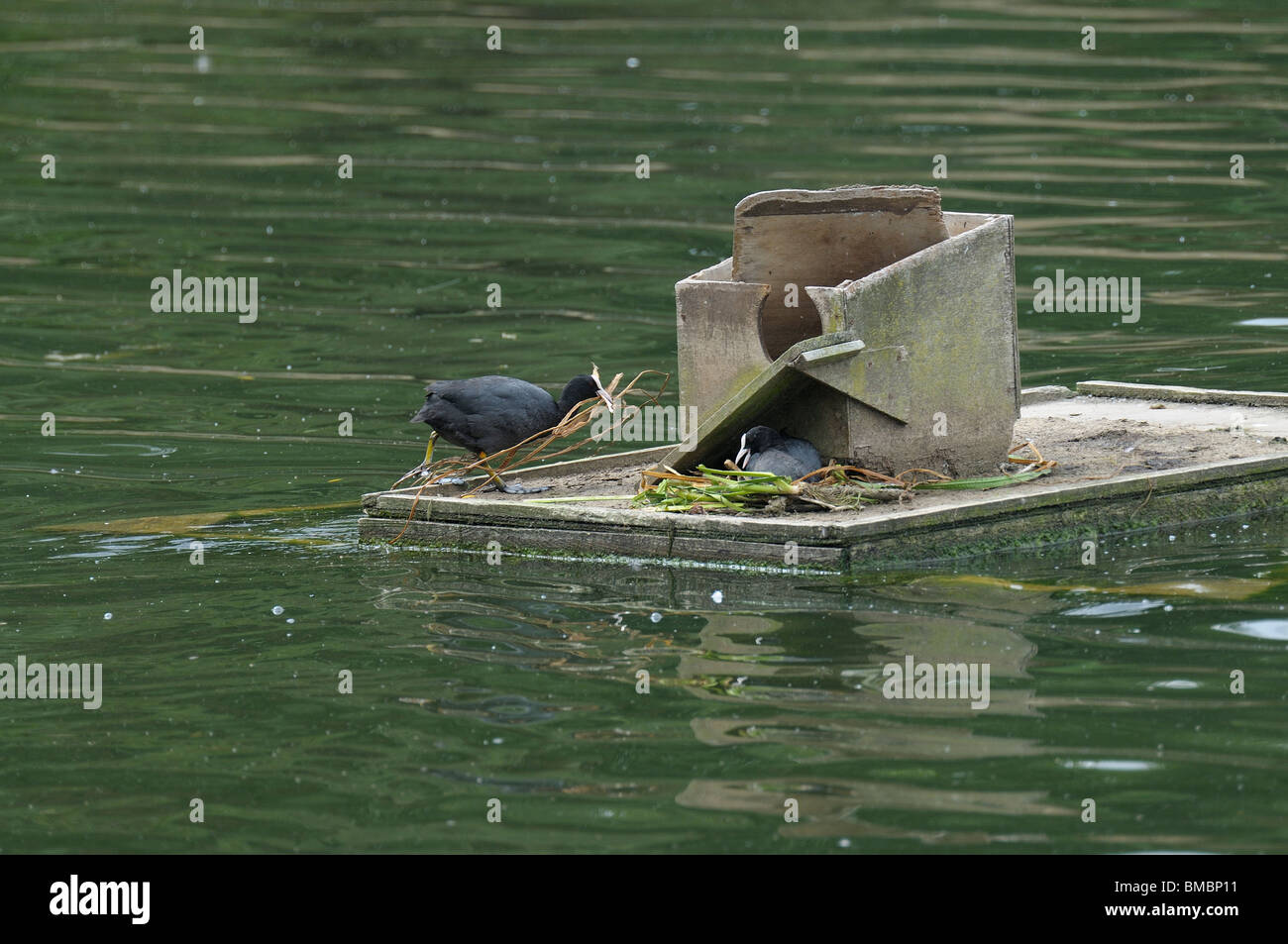 Coots nest building on a raft Stock Photo - Alamy