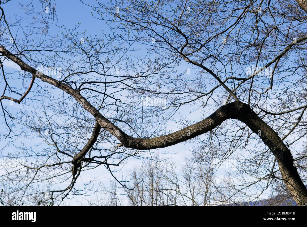 curved tree trunk Stock Photo Alamy