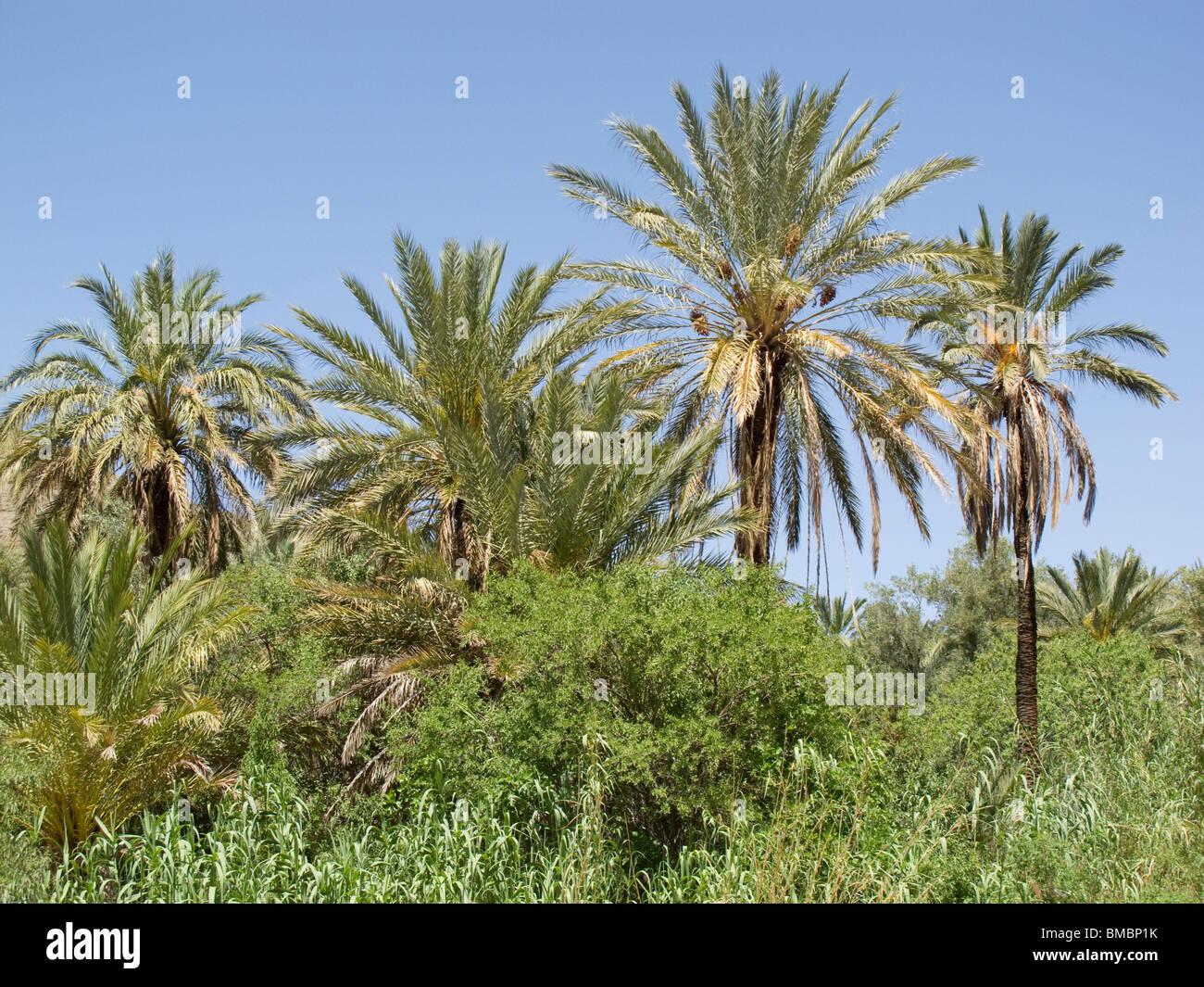 Palm trees Morocco Stock Photo Alamy