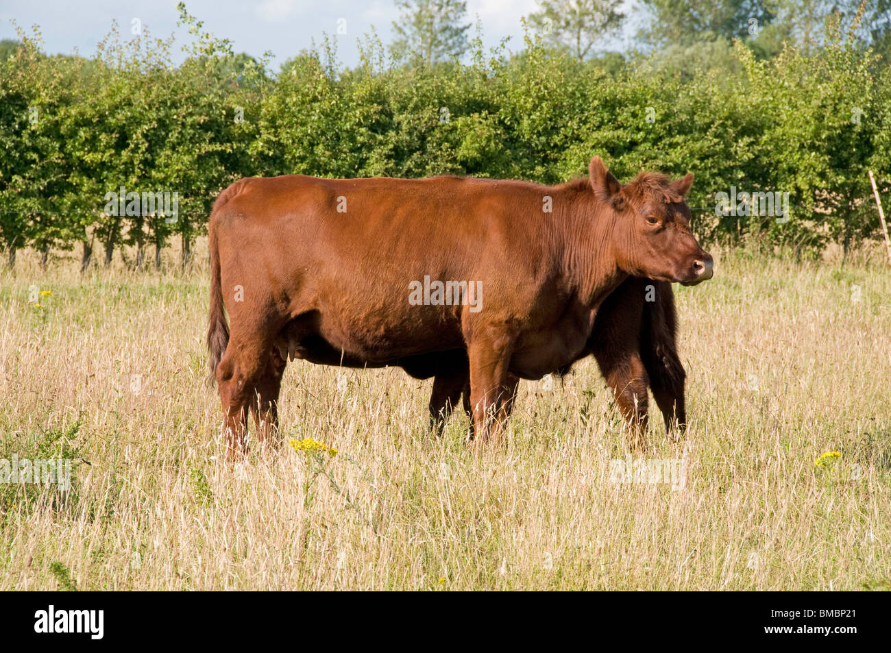 Lincoln Red cow in a field Stock Photo