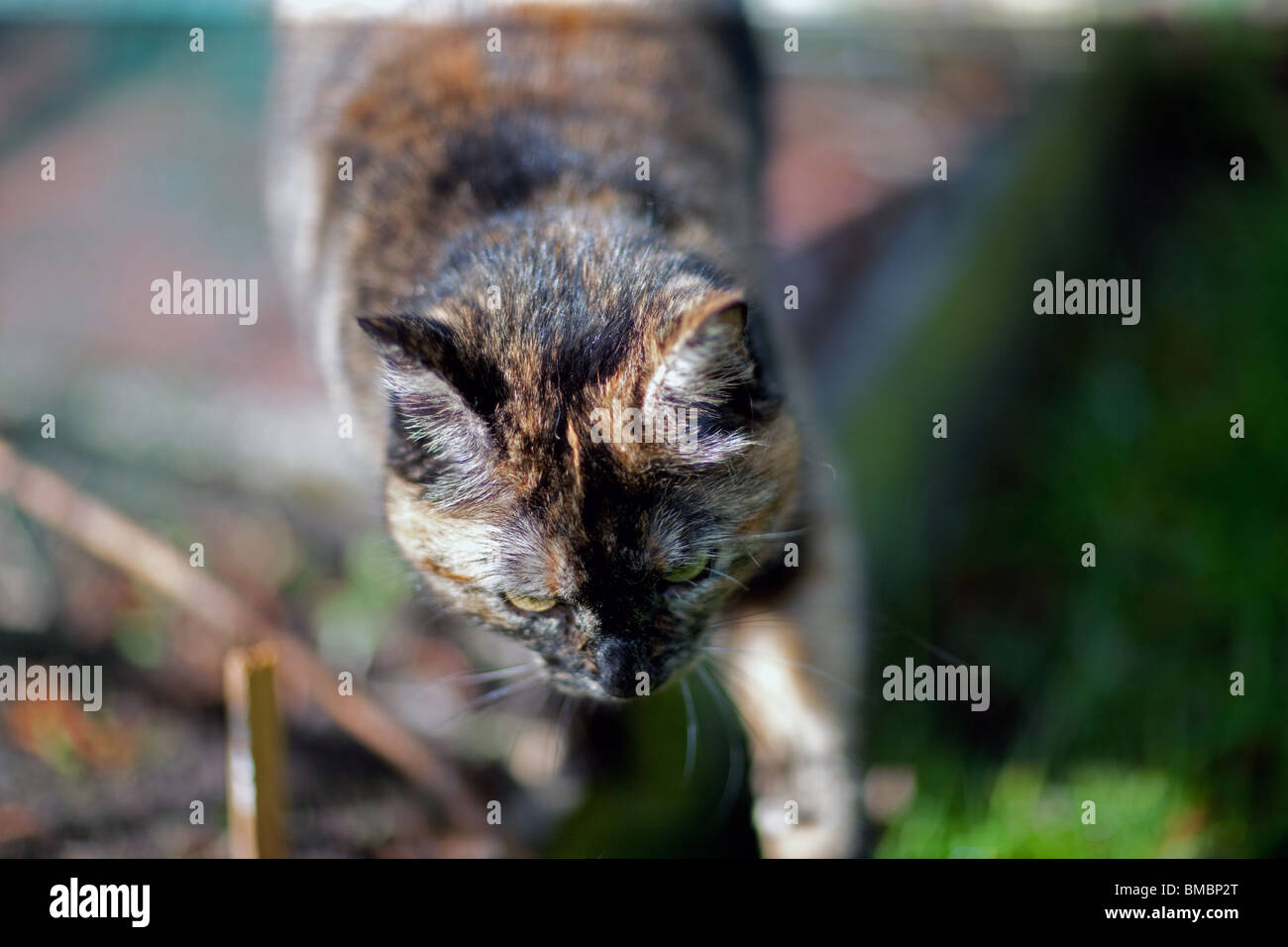 prowling cat Stock Photo