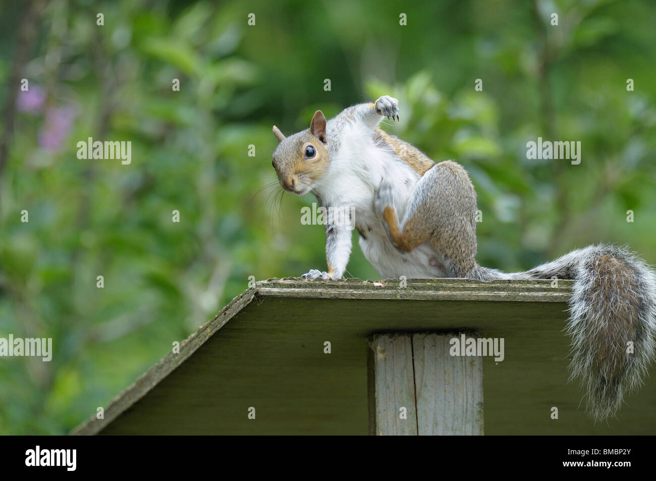 Grey Squirrel scratching Stock Photo Alamy