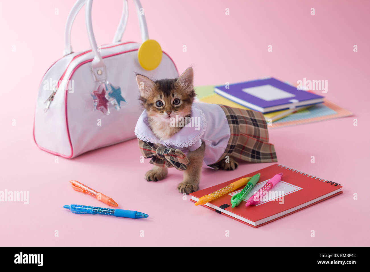 Somali Kitten and Stationery Stock Photo